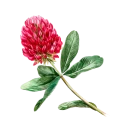 Red Clover
